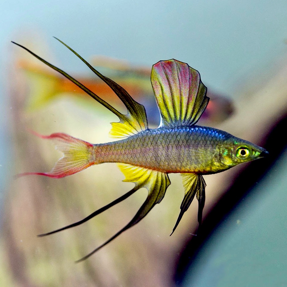 Iriatherina werneri   Regenboogzalm M